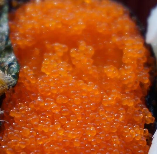虾籽的功效与作用及营养价值 虾籽的功效与作用及营养价值