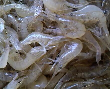 江虾的功效与作用及营养价值 江虾的功效与作用及营养价值