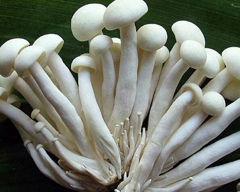 海鲜菇的功效与作用及营养价值 海鲜菇的功效与作用及营养价值