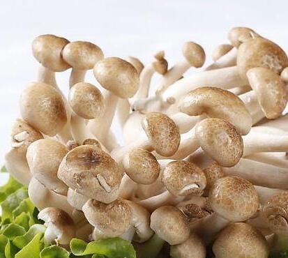 蟹味菇的功效与作用及营养价值 蟹味菇的功效与作用及营养价值