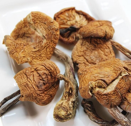 榛蘑的功效与作用及营养价值 榛蘑的功效与作用及营养价值
