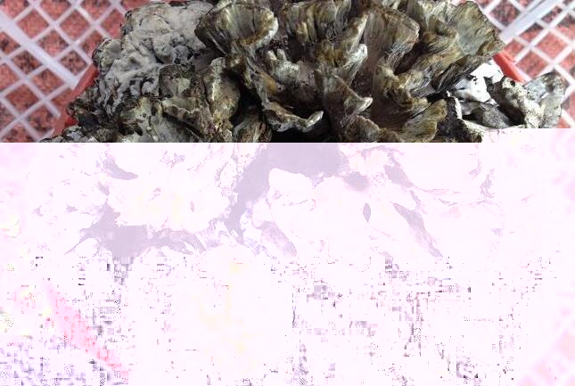 干巴菌的功效与作用及营养价值 干巴菌的功效与作用及营养价值