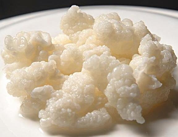 雪莲菌的功效与作用及营养价值 雪莲菌的功效与作用及营养价值