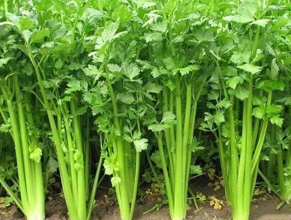 芹菜的功效与作用及营养价值 芹菜的功效与作用及营养价值