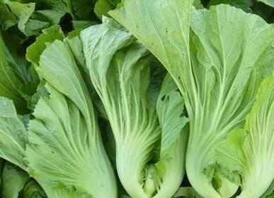 盖菜的功效与作用及营养价值 盖菜的功效与作用及营养价值