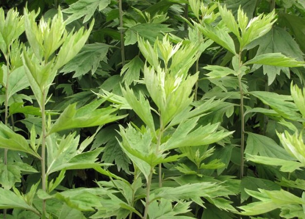 艾草的功效与作用及营养价值 艾草的功效与作用及营养价值
