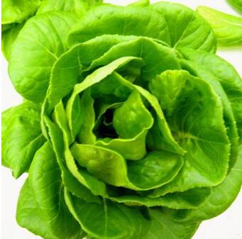 奶油生菜的功效与作用及营养价值 奶油生菜的功效与作用及营养价值