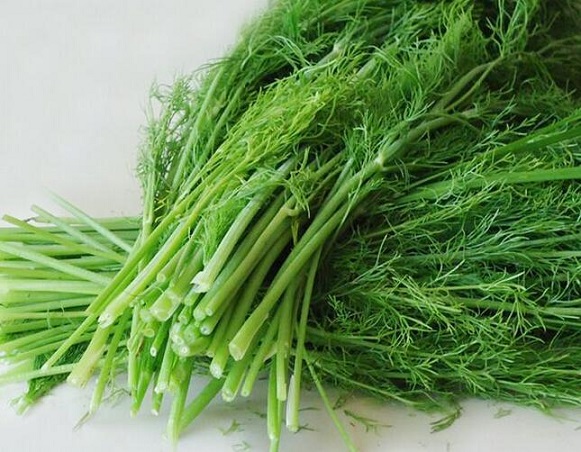 茴香的功效与作用及营养价值 茴香的功效与作用及营养价值