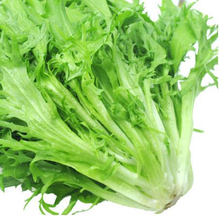 苦菊的功效与作用及营养价值 苦菊的功效与作用及营养价值