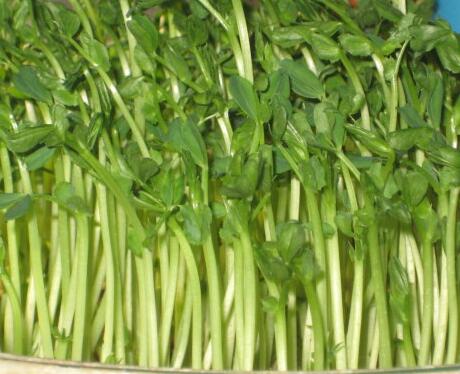 芽菜的功效与作用及营养价值 芽菜的功效与作用及营养价值