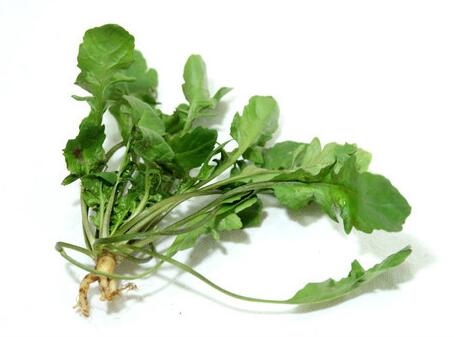 荠菜的功效与作用及营养价值 荠菜的功效与作用及营养价值