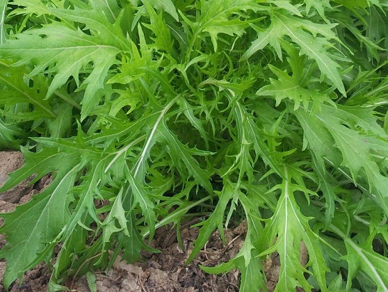 京水菜的功效与作用及营养价值 京水菜的功效与作用及营养价值