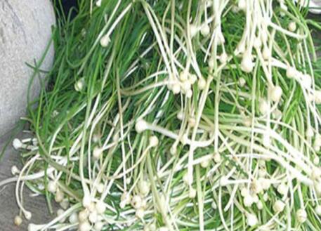 野葱的功效与作用及营养价值 野葱的功效与作用及营养价值