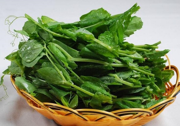 豌豆尖的功效与作用及营养价值 豌豆尖的功效与作用及营养价值
