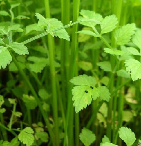 香芹的功效与作用及营养价值 香芹的功效与作用及营养价值