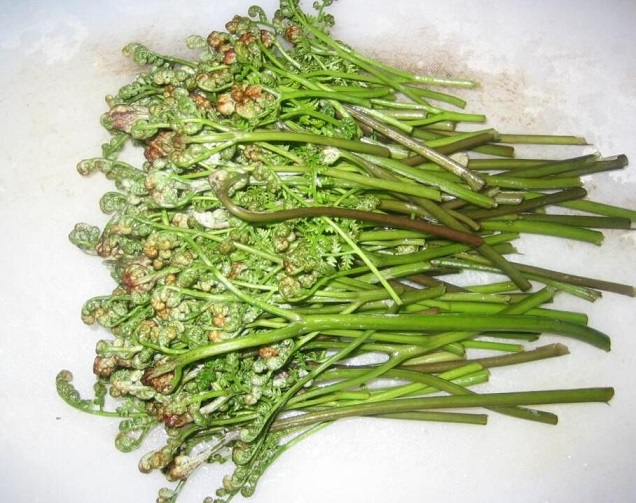 蕨菜的功效与作用及营养价值 蕨菜的功效与作用及营养价值
