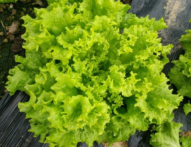 散叶生菜的功效与作用及营养价值 散叶生菜的功效与作用及营养价值