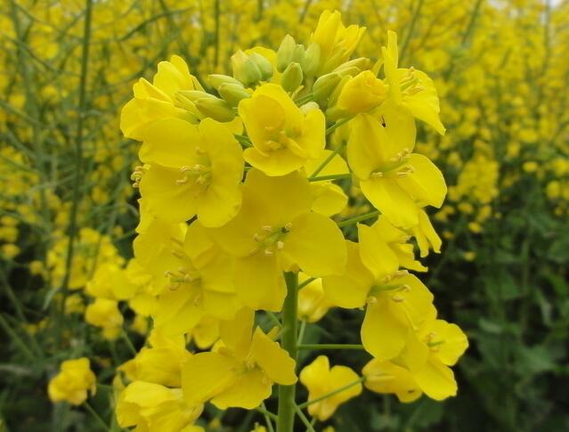 油菜花的功效与作用及营养价值 油菜花的功效与作用及营养价值