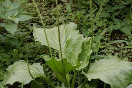 大玻璃草叶的功效与作用及营养价值 大玻璃草叶的功效与作用及营养价值