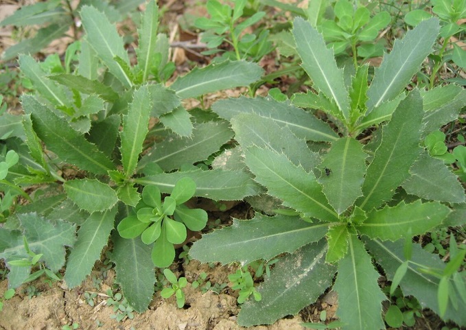 刺儿菜的功效与作用及营养价值 刺儿菜的功效与作用及营养价值