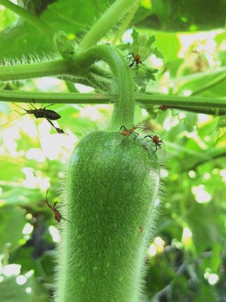 节瓜的功效与作用及营养价值 节瓜的功效与作用及营养价值